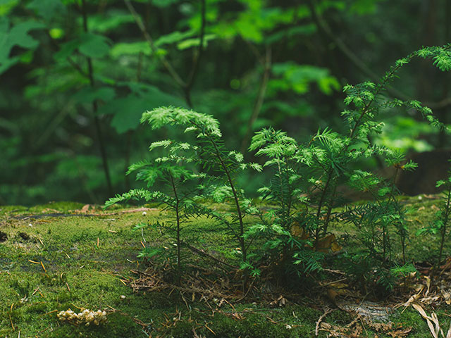 Plantje in een bos