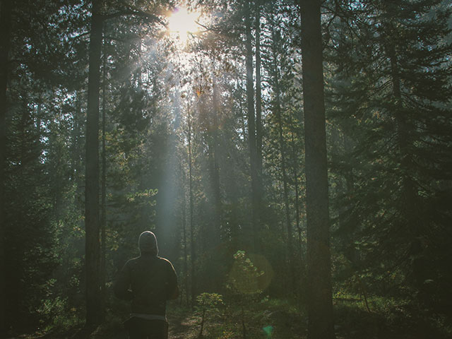 Licht door een bomen in een bos